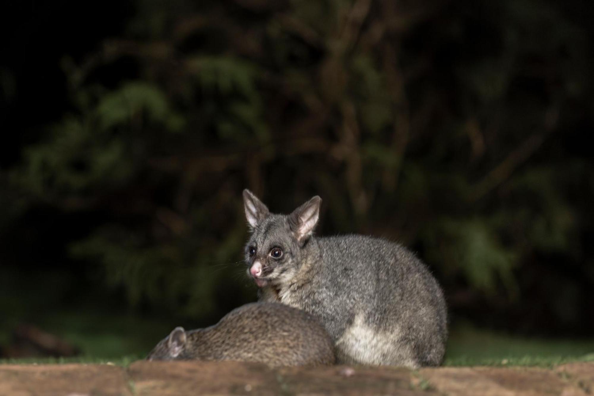 Yelverton Brook Conservation Sanctuary Metricup Dış mekan fotoğraf