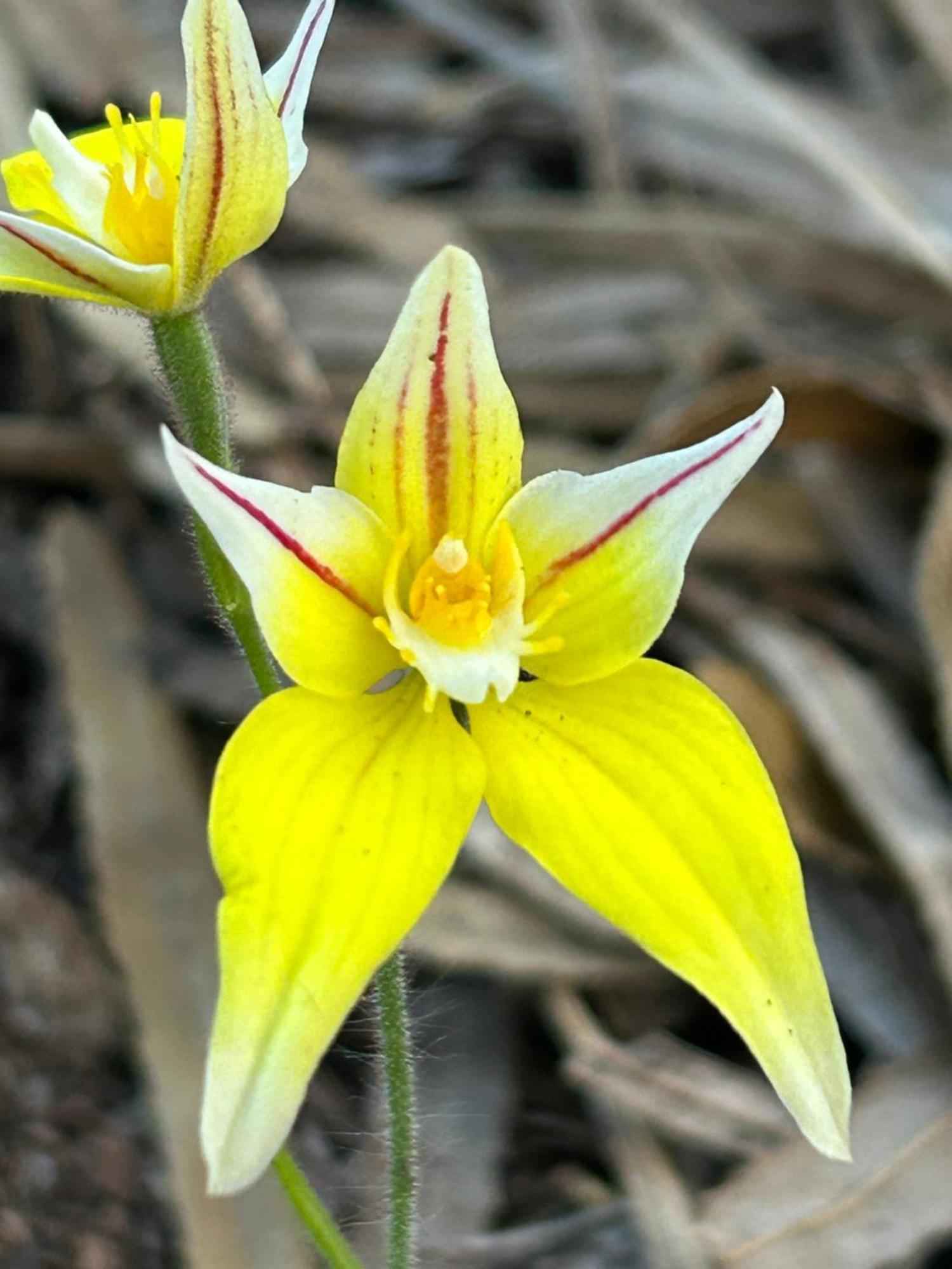 Yelverton Brook Conservation Sanctuary Metricup Dış mekan fotoğraf